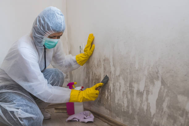 Best Water Damage & Mold Remediation  in Palmetto Estates, FL